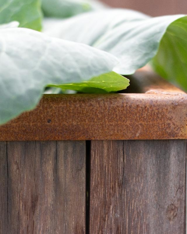 FREJ raised bed