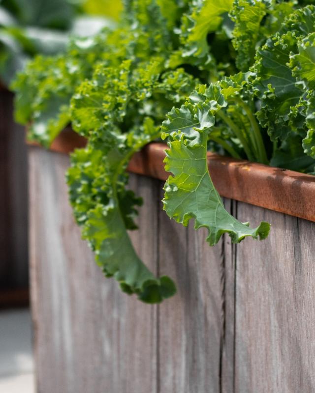 FREJ raised bed